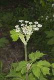 Cow Parsnip, Heracleum maximum