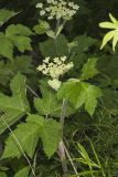 Cow Parsnip, Heracleum maximum