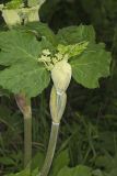 Cow Parsnip, Heracleum maximum