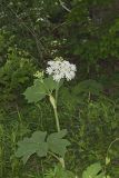 Cow Parsnip, Heracleum maximum