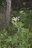 Cow Parsnip, Heracleum maximum