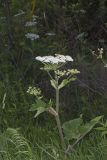Cow Parsnip, Heracleum maximum