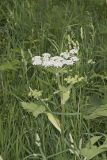 Cow Parsnip, Heracleum maximum