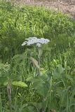 Cow Parsnip, Heracleum maximum