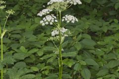 Cow Parsnip, Heracleum maximum