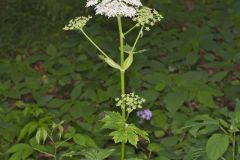 Cow Parsnip, Heracleum maximum