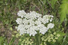 Cow Parsnip, Heracleum maximum