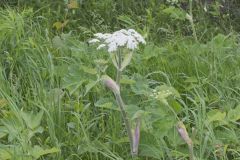 Cow Parsnip, Heracleum maximum