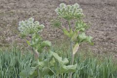 Cow Parsnip, Heracleum maximum
