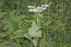 Cow Parsnip, Heracleum maximum