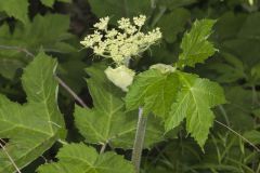 Cow Parsnip, Heracleum maximum