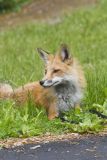 North American Red Fox, Vulpes vulpes fulva