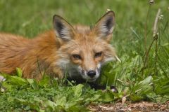 North American Red Fox, Vulpes vulpes fulva