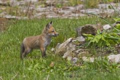 North American Red Fox, Vulpes vulpes fulva