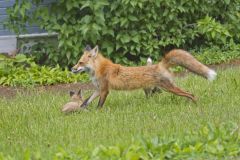 North American Red Fox, Vulpes vulpes fulva
