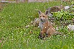 North American Red Fox, Vulpes vulpes fulva