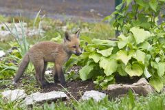 North American Red Fox, Vulpes vulpes fulva