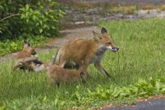North American Red Fox, Vulpes vulpes fulva