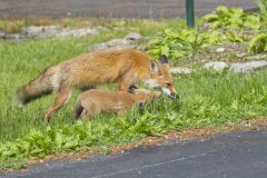 North American Red Fox, Vulpes vulpes fulva