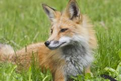 North American Red Fox, Vulpes vulpes fulva