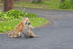 North American Red Fox, Vulpes vulpes fulva