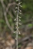 Crane-fly Orchid, Tipularia discolor