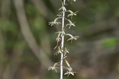 Crane-fly Orchid