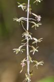 Crane-fly Orchid, Tipularia discolor