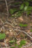 Crane-fly Orchid, Tipularia discolor