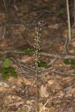 Crane-fly Orchid, Tipularia discolor