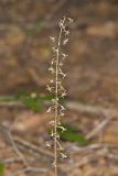 Crane-fly Orchid, Tipularia discolor