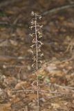Crane-fly Orchid, Tipularia discolor