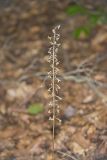 Crane-fly Orchid, Tipularia discolor
