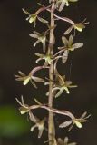 Crane-fly Orchid, Tipularia discolor