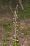 Crane-fly Orchid, Tipularia discolor