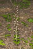 Crane-fly Orchid, Tipularia discolor