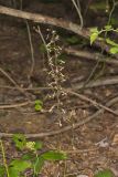 Crane-fly Orchid, Tipularia discolor