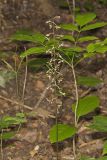 Crane-fly Orchid, Tipularia discolor
