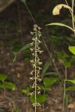 Crane-fly Orchid, Tipularia discolor