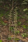 Crane-fly Orchid, Tipularia discolor