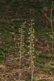 Crane-fly Orchid, Tipularia discolor