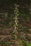 Crane-fly Orchid, Tipularia discolor