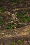Crane-fly Orchid, Tipularia discolor