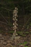 Crane-fly Orchid, Tipularia discolor