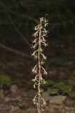 Crane-fly Orchid, Tipularia discolor
