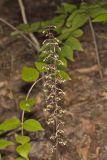Crane-fly Orchid, Tipularia discolor