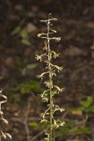 Crane-fly Orchid, Tipularia discolor