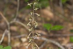Crane-fly Orchid, Tipularia discolor