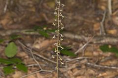Crane-fly Orchid, Tipularia discolor