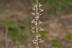 Crane-fly Orchid, Tipularia discolor